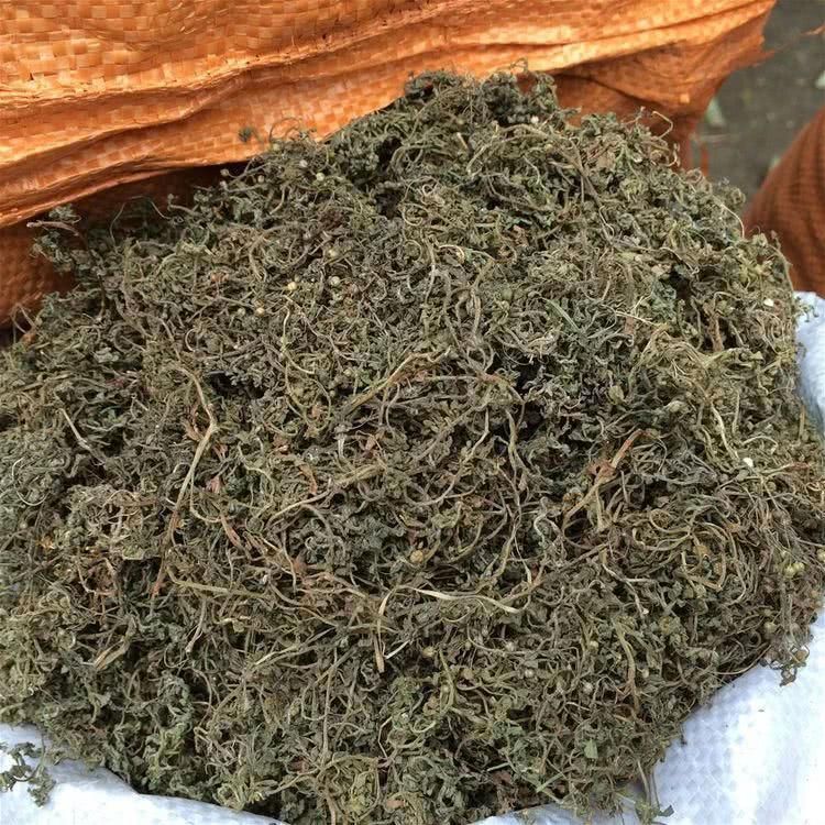 一个神奇的绿色外用偏方,鹅不食草治鼻炎,简单实用,已