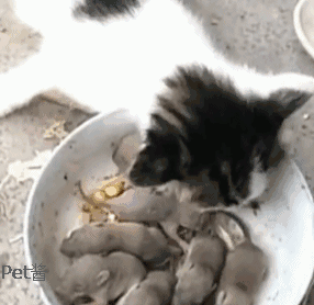 主人让小奶猫抓老鼠,小猫看了半天,猫:这真的能吃吗