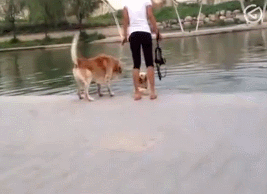 爱打架的金毛冲着水里的狗嚷嚷,主人一脚把它踢下水