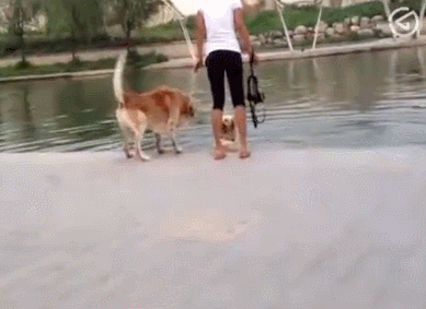 当然水里的狗也不是吃素的: