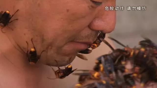 老话说千万别捅了马蜂窝,因为这马蜂毒性大,攻击性强,人或者动物一旦