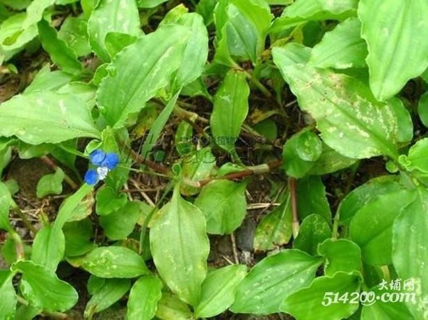 田间地头的野草都是药材,你认识吗?