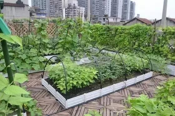 楼顶种成菜园,阳台种成花园,以后买房就要顶楼,菜一年