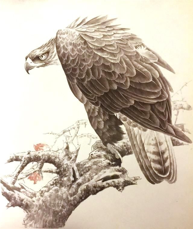 手把手国画技法分解系列003:张策工笔雄鹰的画法详解