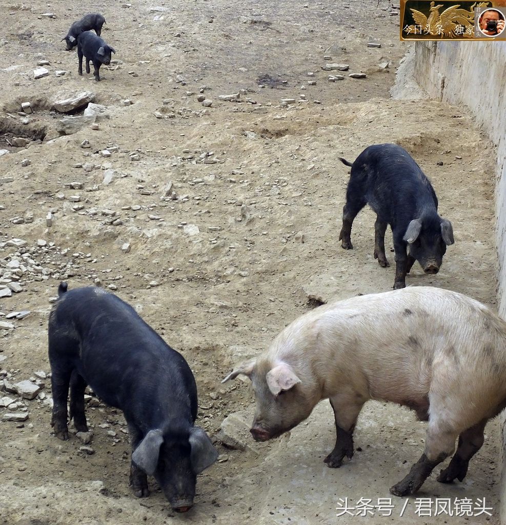 湖北宜昌:乡村农场占地12亩建露天养猪场,散养黑猪,15