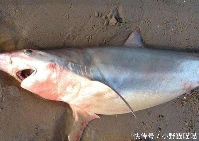 沙滩边推上来一只死鲨鱼,游客们觉得好奇,居然把它的肚子扒开!