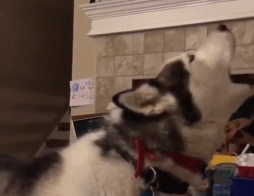 二哈每天在家狼嚎叫,主人很烦恼,威胁:再叫就下锅!