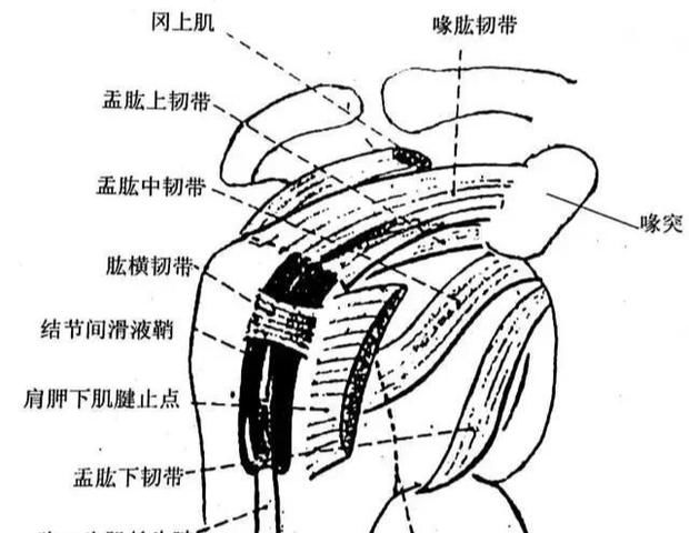 结节间沟骨纤维管道结构示意图