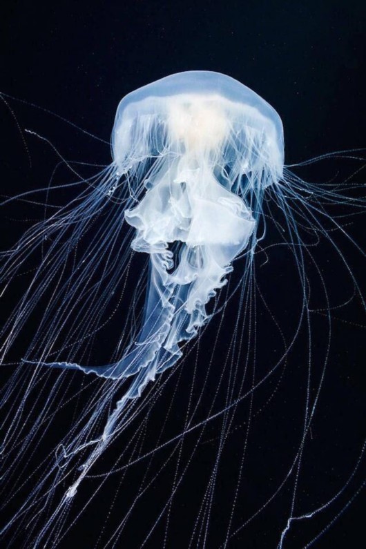 水母--水世界里最美的生物