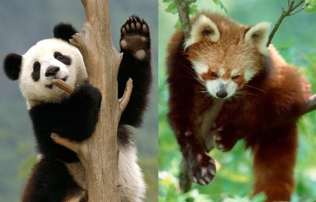 大熊猫与红熊猫是远房亲戚的证据
