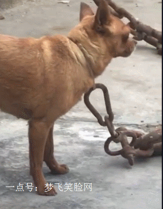 爆笑gif:大爷这套拳法,看着似曾相识