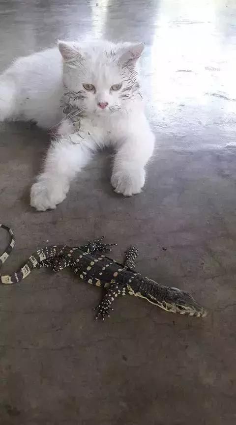 我们知道有的猫咪会抓鱼,可是这只猫抓的鱼和别人的不