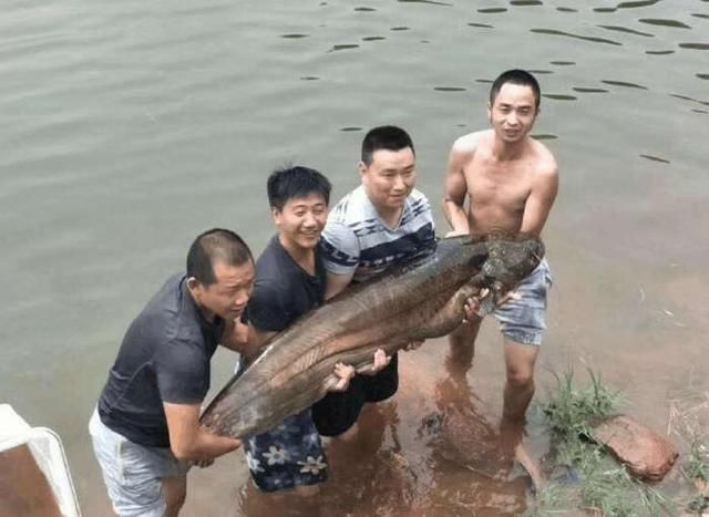 成都钓友钓起90斤重大口鲶,拍照合影后放生:毕竟也活了三四十岁