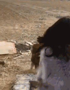 搞笑gif:我儿子把压岁钱藏家里了,快陪我一起找!