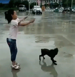 死神来了 搞笑gif:小主人我们跳起来,汪星人和人类是最好的朋友.