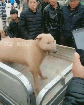 搞笑gif图:教科书般的试探步,大哥你在逗我吗?