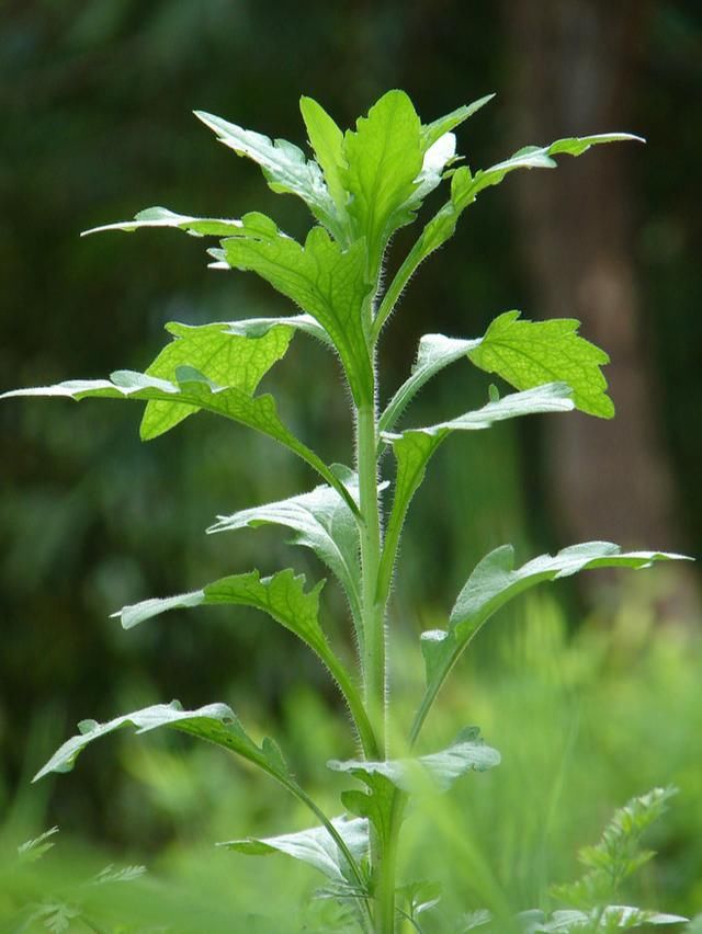 农村这外来入侵野草,是治痢疾,腹泻的良药,农人用来喂猪