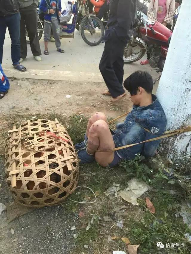 广东茂名惊现偷鸡贼 被绑电线杆挂牌示众