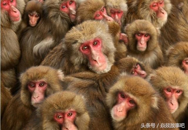 两人上山抓松鼠,被一群猴子管闲事,抢走了铁笼子和