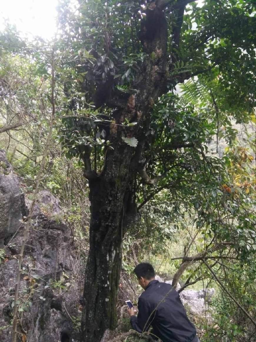 三小伙遇树茎55公分的金弹子,干瞪几眼离开了