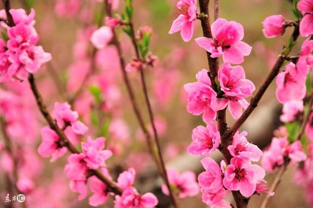 这些生肖女2018年桃花运遍地开花,定会碰到爱你,宠你如意郎君