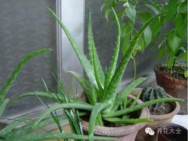 家里的芦荟和外边不一样,家种芦荟到底有多少用途?
