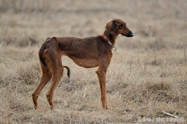 选猎犬时,关中一绝的细狗为什么总遭抛弃,而选择外来的格力犬?