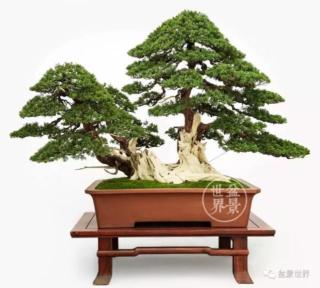 王如生大师盆景作品欣赏 向大师致敬
