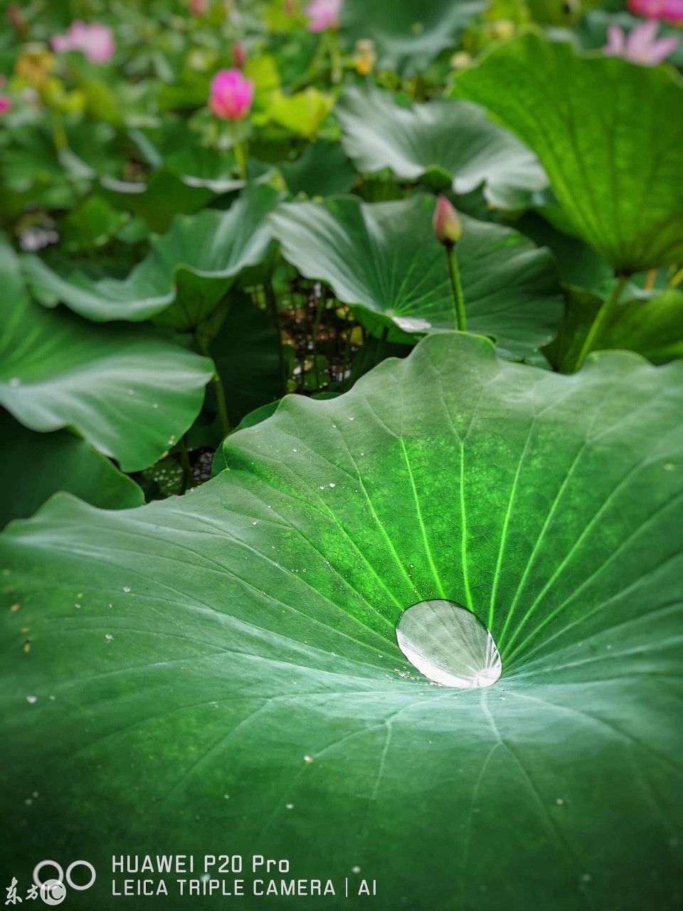 清晨荷叶上的小露珠,在阳光的照耀下别有趣味