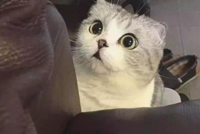 猫咪被小主人当枕头,这小表情太可爱了吧