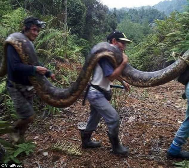 据悉村民这次抓到的是网纹蟒,是最世界上最长的蛇.