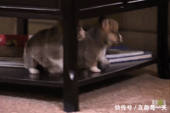 搞笑gif,狗狗搞笑篇,大家狗年行大运,新年快乐!