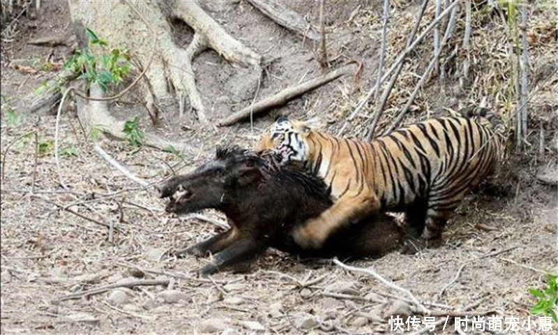 老虎偶遇野猪,直接趴到背上疯狂撕咬,结局毫无疑问