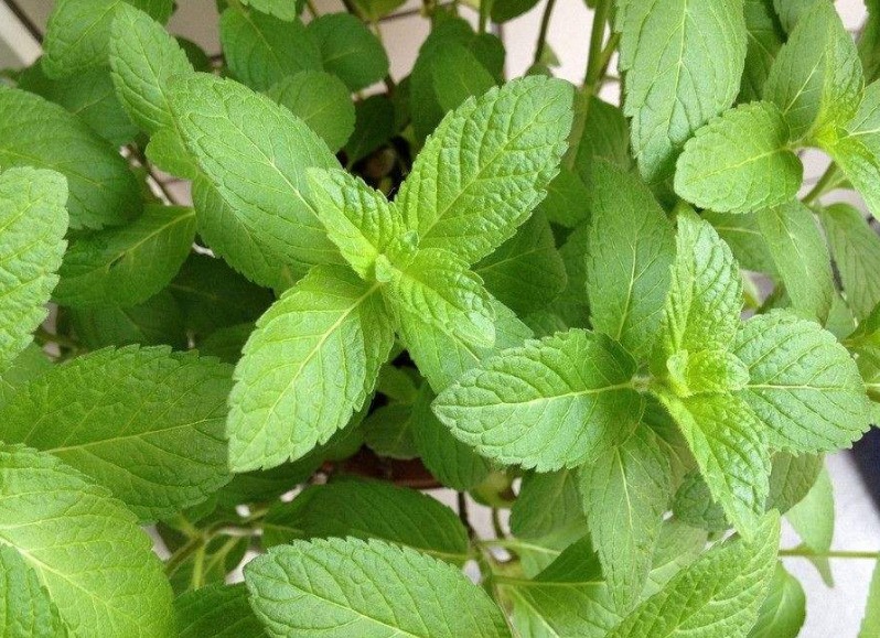 猫薄荷和薄荷的区别 猫薄荷的辨别方法