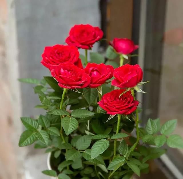 带刺的红玫瑰,既有烈焰般的热情与耀眼,又有不甘示弱的尖刺,最能代表