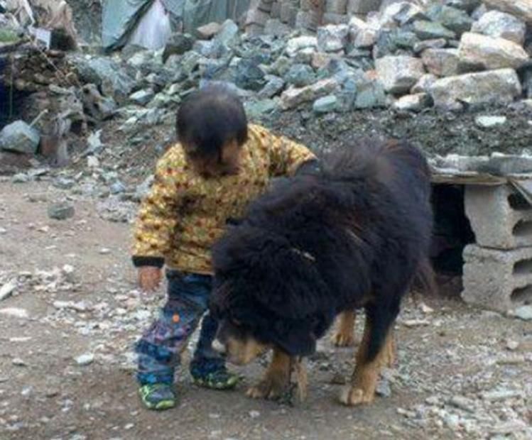 男子养了只凶猛藏獒,4岁男孩靠近藏獒,随后一幕让人傻眼!