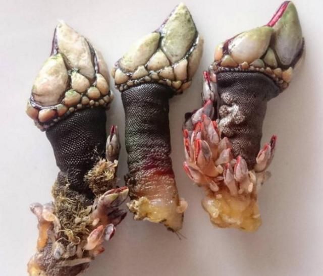 这是鹅颈藤壶,在中国被称为狗爪螺,味道鲜甜,很受西班牙人的欢迎