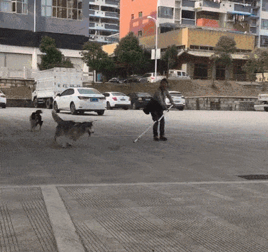 宠物哈士奇,边境牧羊犬 边牧犬:我可得好好看着这傻子,别转晕之后撞到