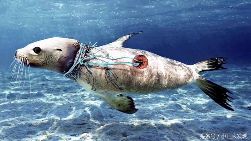 事实证明,我们正在被塑料危害着"一根棉签在海洋生物