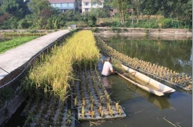 基金项目:养殖池塘浮床水稻种植模式初探及效益分析