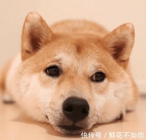 这只狗狗长的确实眉清目秀