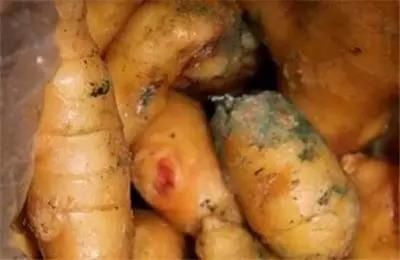 腐烂的生姜会产生一种叫黄樟素的致癌物质,可诱发肝癌,食道癌.
