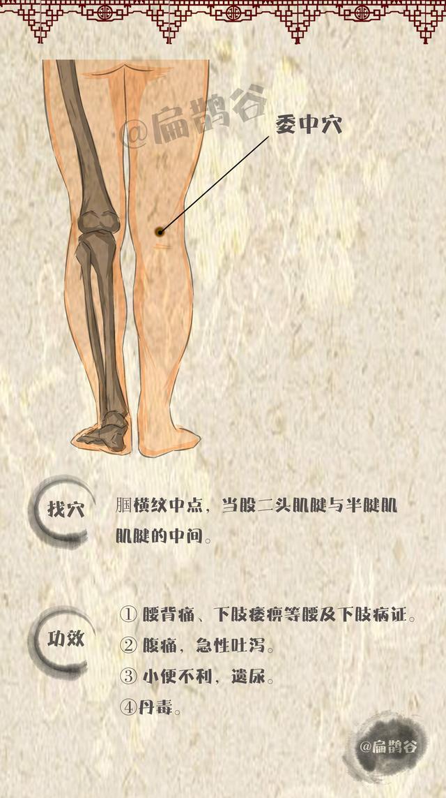 功效:通经活络. 2,委中穴 位置:位于人体的腘横纹中点,左右腿各一.