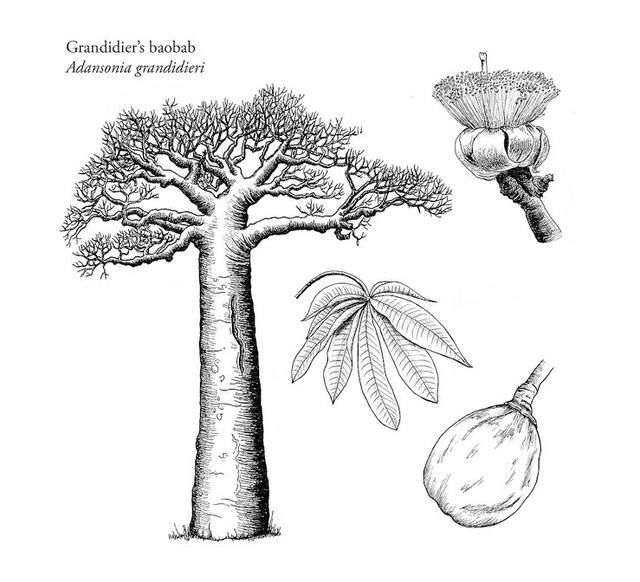 实拍非洲第一大岛上的"神木"猴面包树