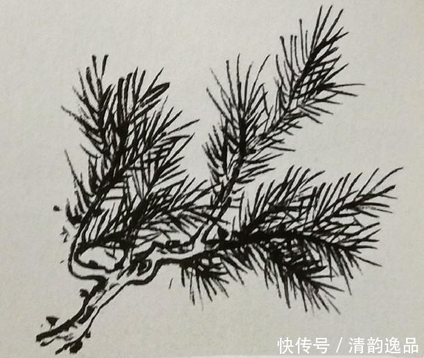 松针采用由外向中心聚合,用墨同扇形松针画法一样,枯湿变化可以较大.