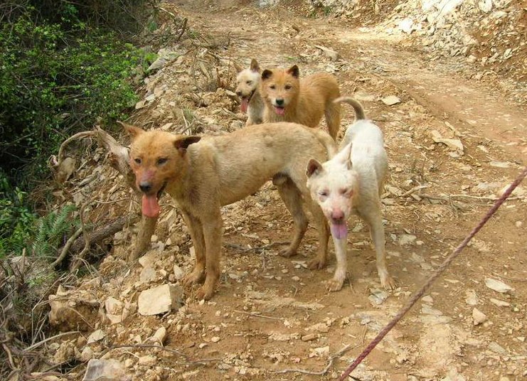 这么多的狗一起咬野猪都被弄的这样,可见野猪的凶猛.