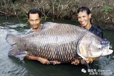 超乎想象的大型淡水鱼类