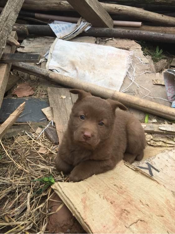 让奶奶给我能只凶点的中华田园犬看家,正好回老家选中这只小土狗