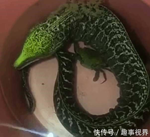 男子野外钓到一条龙形生物,听完村里80岁老人话后果断