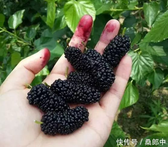 蛋白桑:桑葚的营养价值大揭秘桑葚的功效与作用